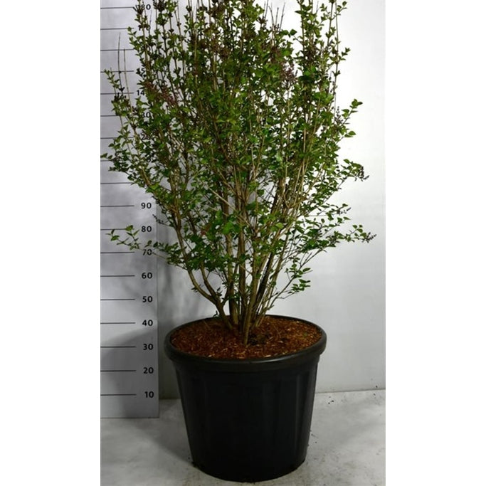 Syren – Syringa 'Josée' - C80 125-150 cm.